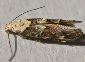 Murtfeldt's Mompha 